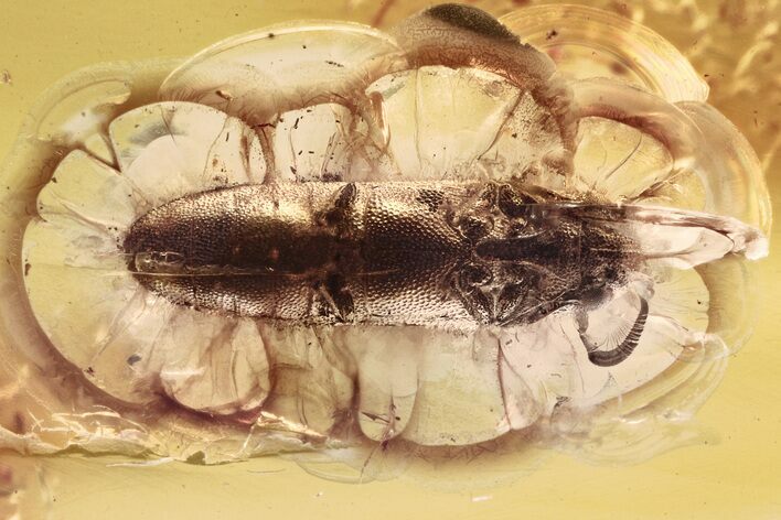 Detailed Fossil False Click Beetle (Jaira) in Baltic Amber - Rare #346378